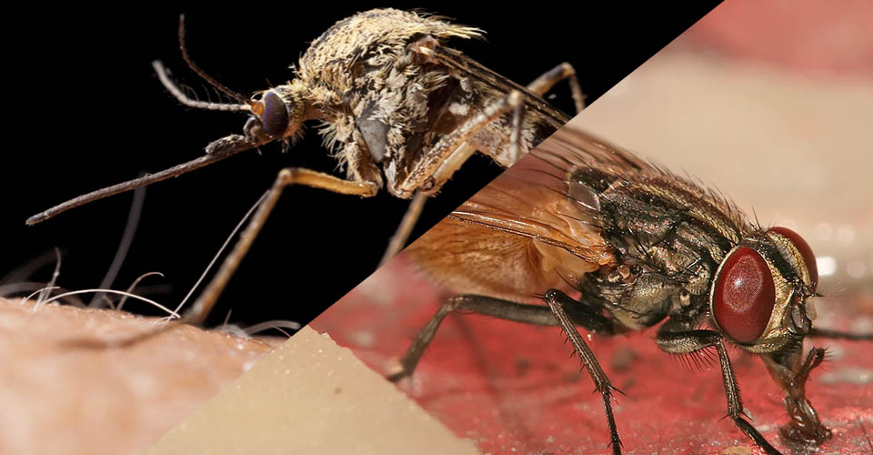 flying insect pests