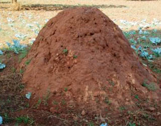 termite mound