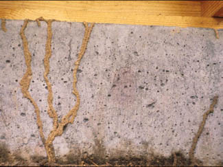 termite shelter-tunnel