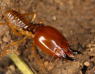 termite soldier